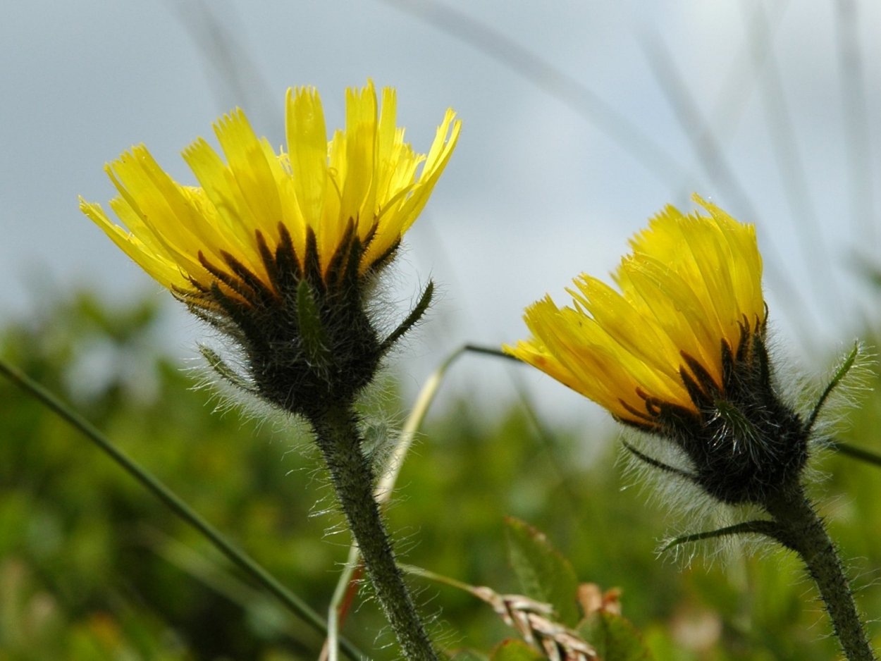 Hieracium alpinum / Sparviere alpino